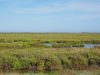 Paysage de Camargue - Camping Bouches-du-Rhône l'Arlésienne