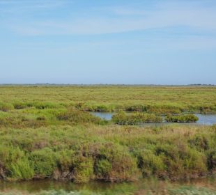 Paysage de Camargue - Camping Bouches-du-Rhône l'Arlésienne