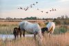 Chevaux blancs de Camargue - Camping dans les Bouches-du-Rhône