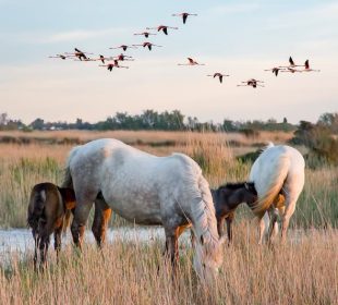 Chevaux blancs de Camargue - Camping dans les Bouches-du-Rhône