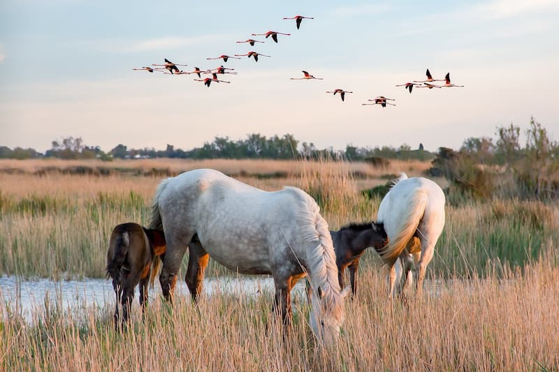 Chevaux blancs de Camargue - Camping Camargue l'Arlesienne