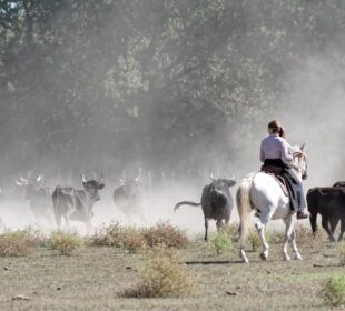 Manade en Camargue