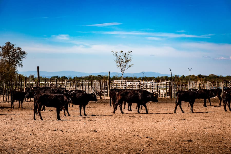 Taureaux noirs manade camargue